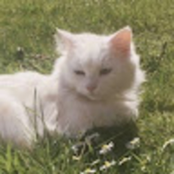 Meet your Posher, Reece - Picture 1 of 1